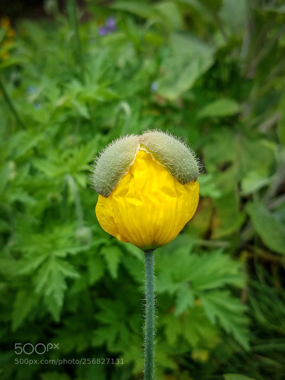 Samsung Galaxy S7 sample photo. Icelandic poppy photography