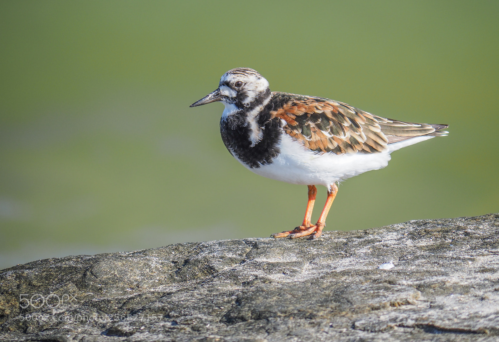 Olympus OM-D E-M1 Mark II sample photo. Sanderling photography