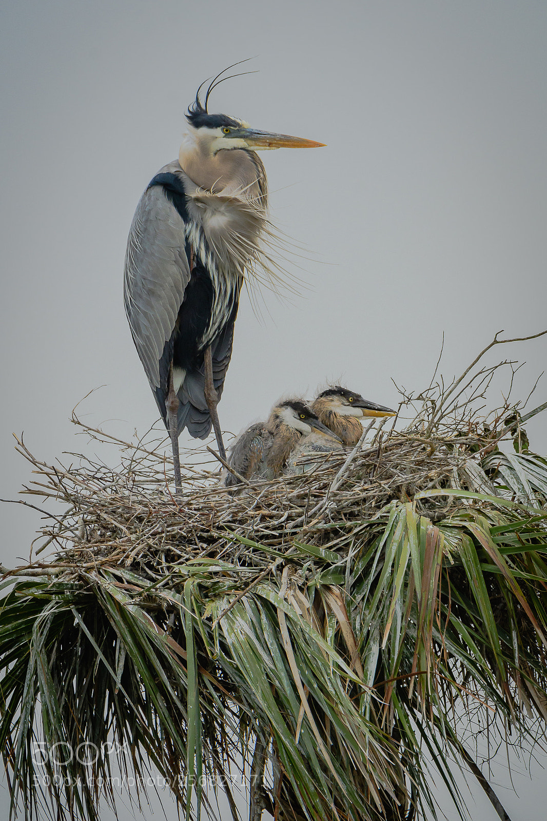 Nikon D500 sample photo. Blue heron and chicks photography