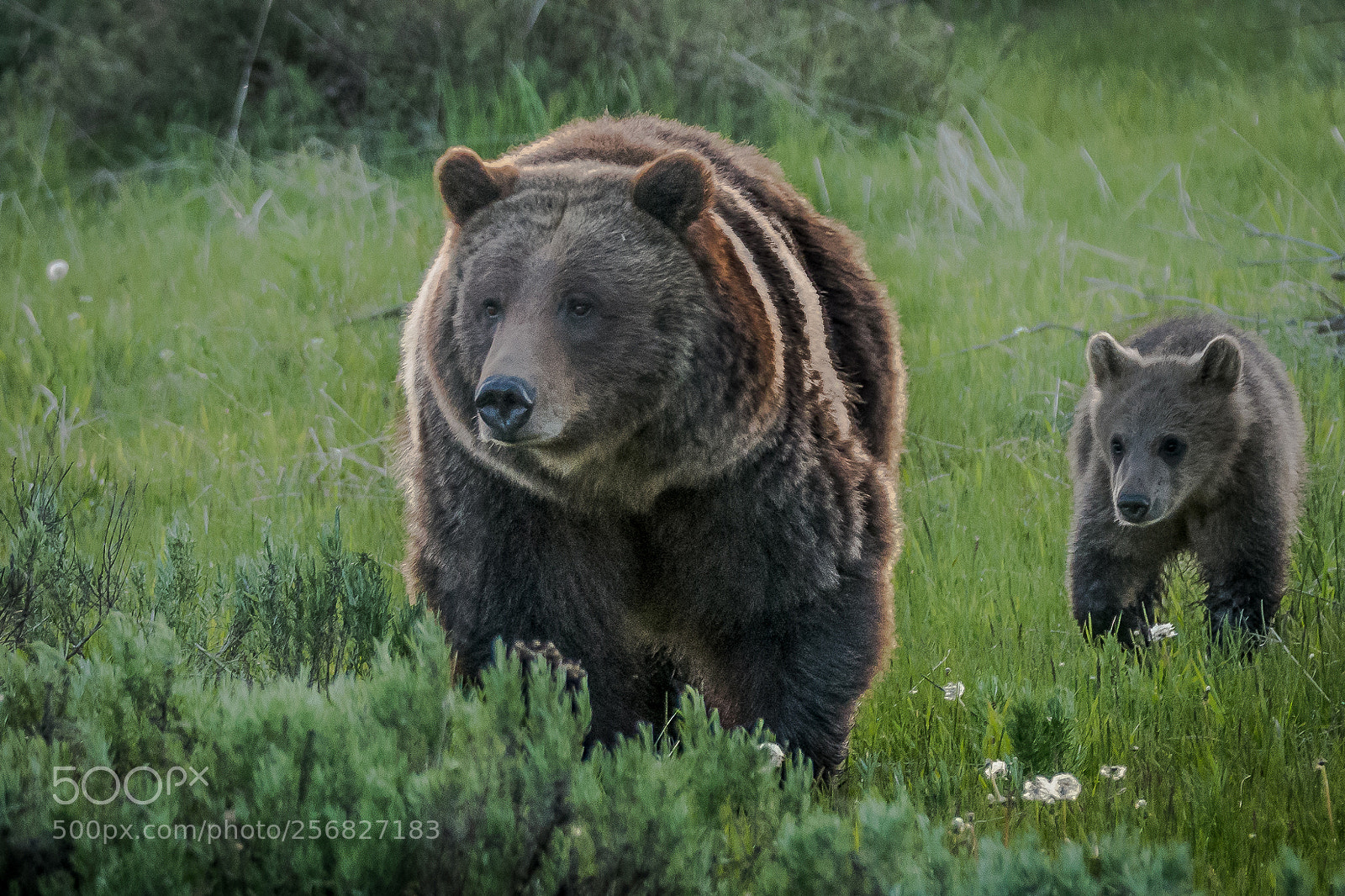 Nikon D500 sample photo. Grizzly bear sow and photography