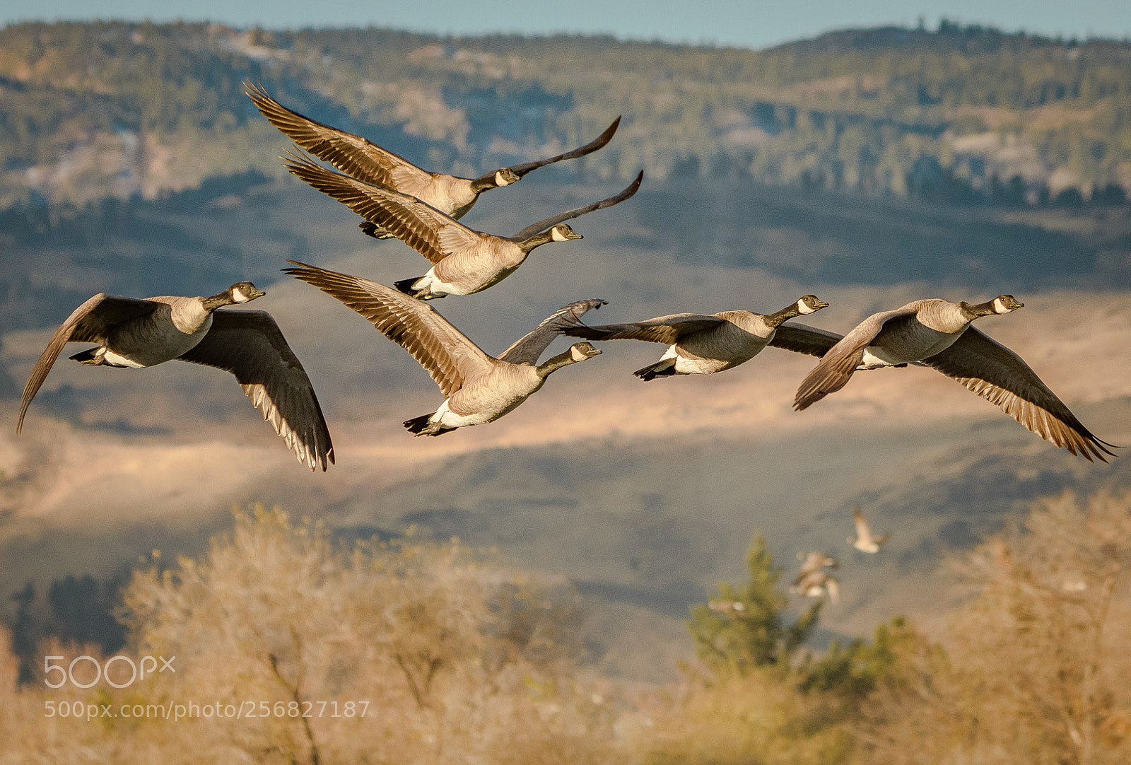 Nikon D500 sample photo. Canada geese photography