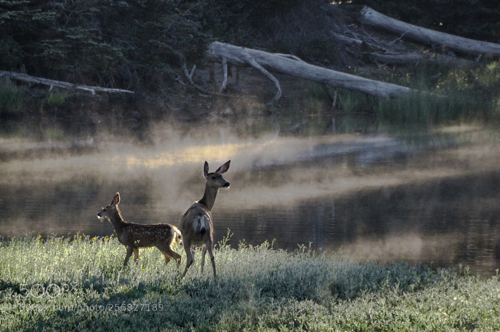 Nikon D90 sample photo. Early morning mist photography
