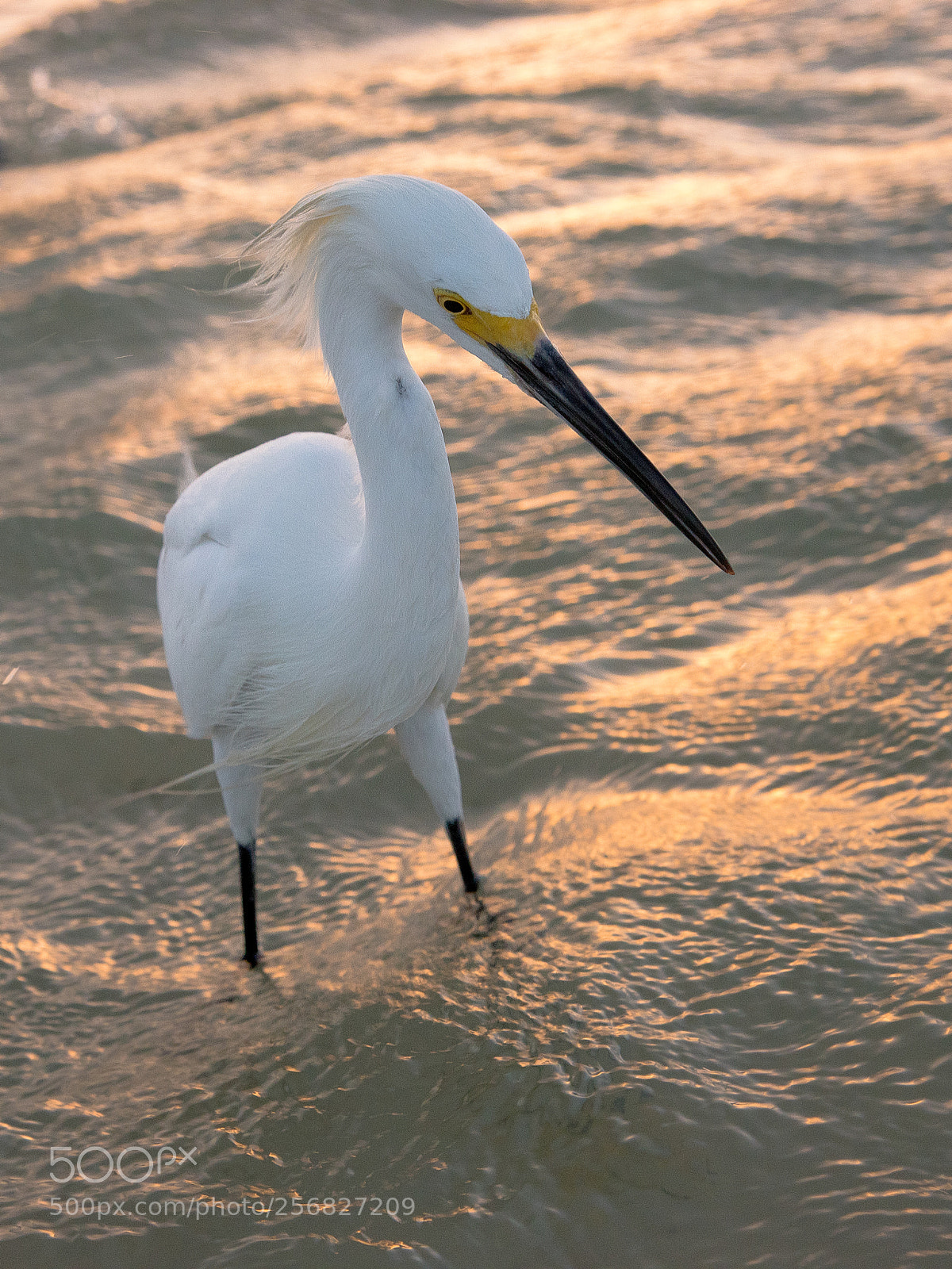 Nikon D750 sample photo. Snowy egret photography