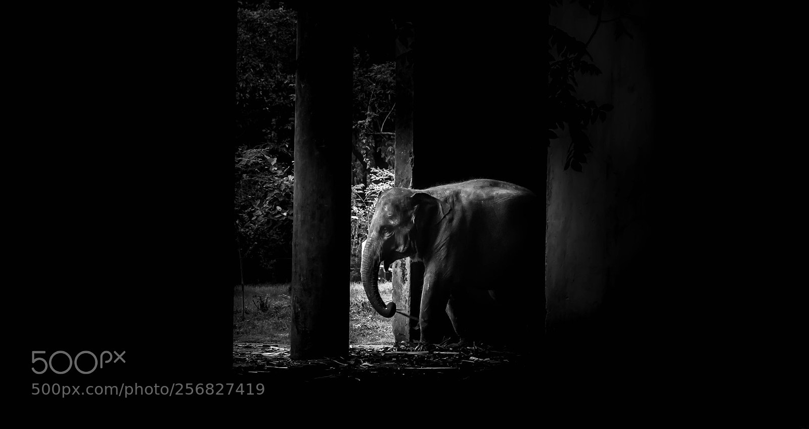 Nikon D7000 sample photo. Little elephant photography