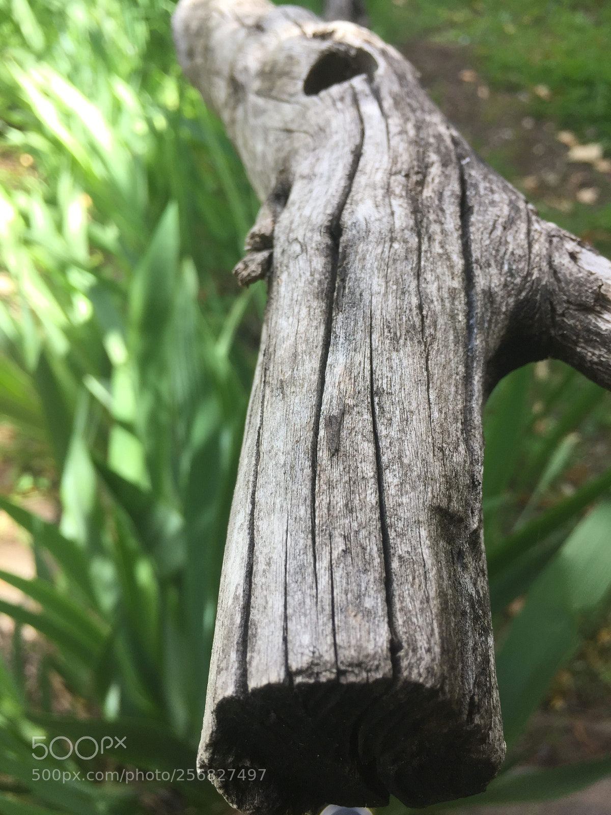 Apple iPhone 6 sample photo. Untitled photography