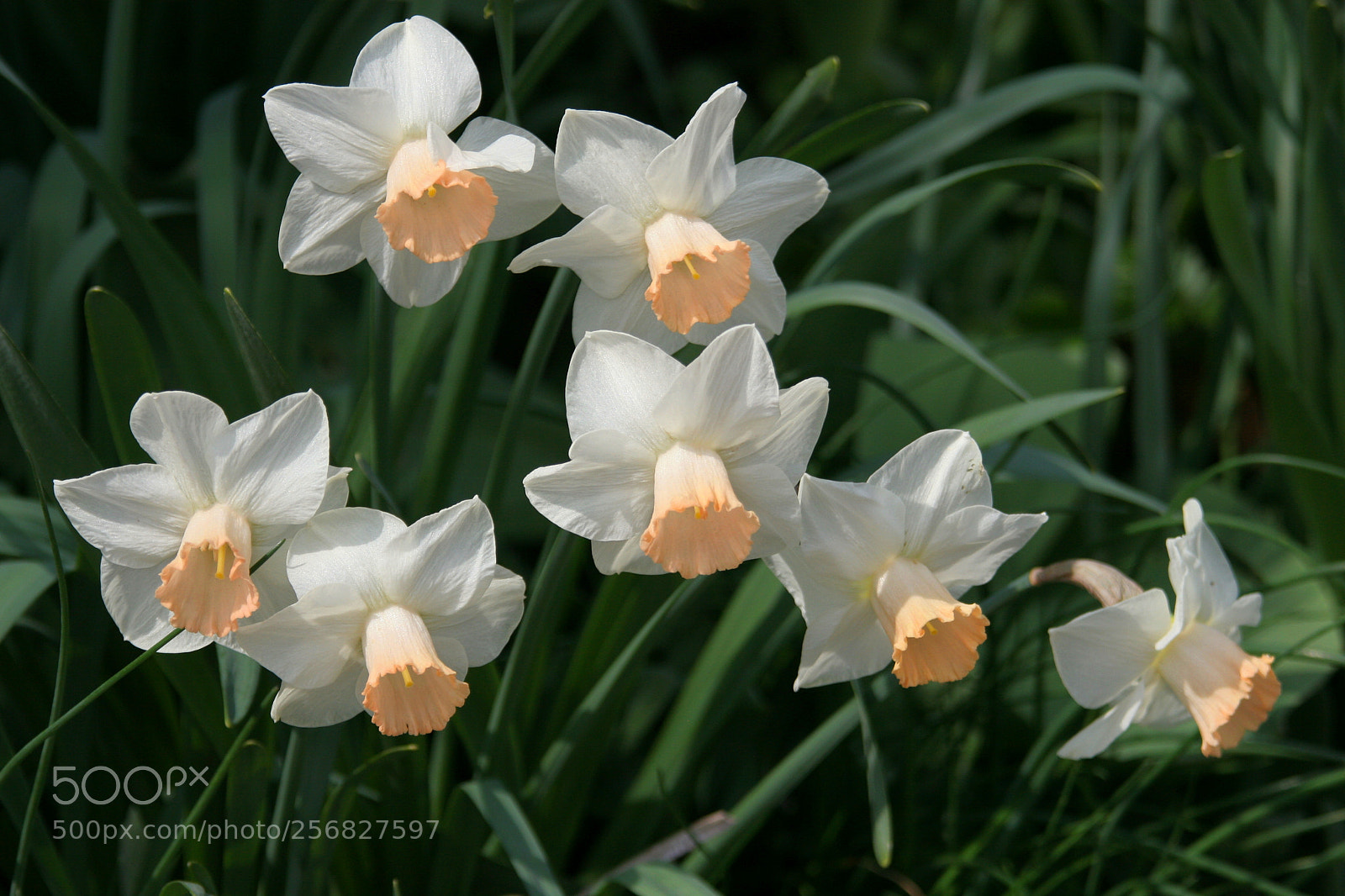 Canon EOS 20D sample photo. Spring - 4! photography