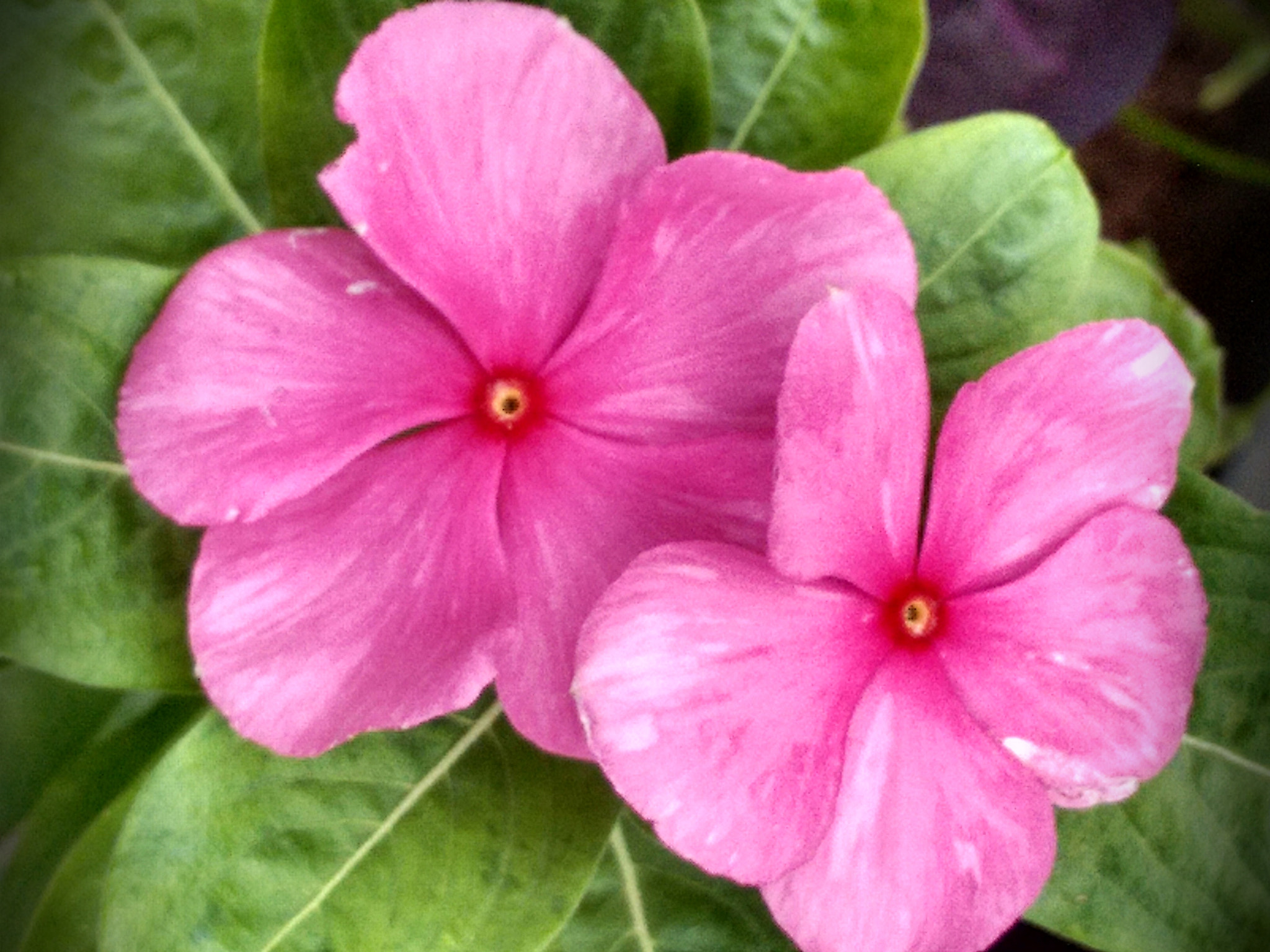 Motorola Moto G (2nd Gen) sample photo. Como pintura photography