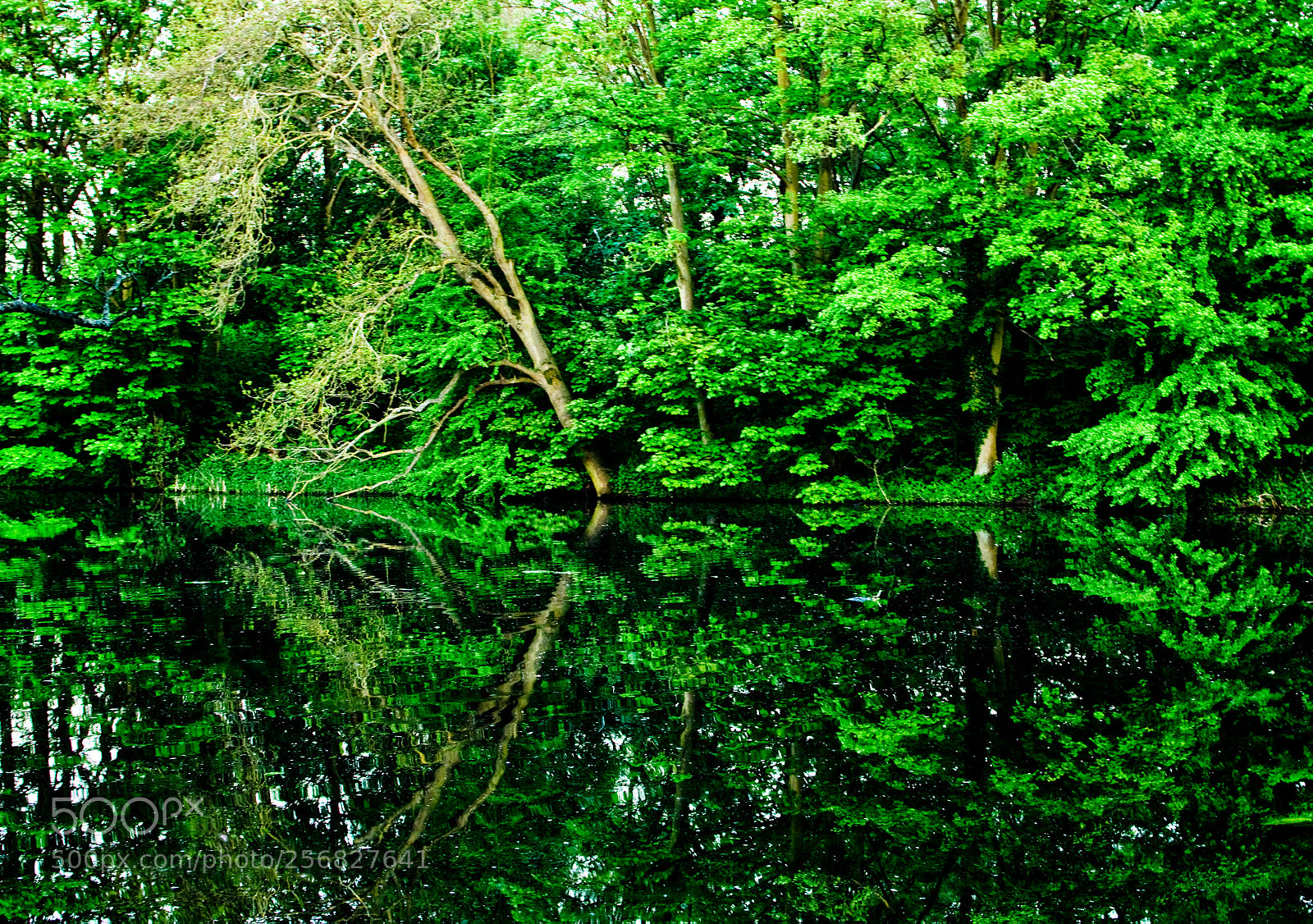Nikon D7100 sample photo. Reflections photography