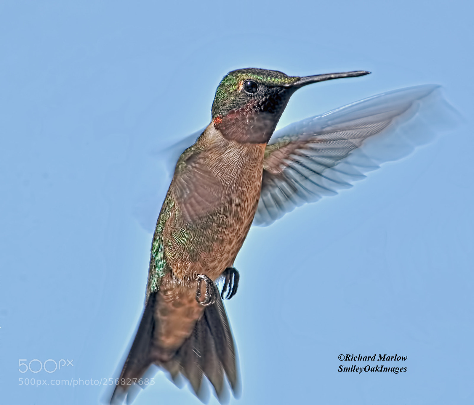 Nikon D5000 sample photo. Hummingbird photography