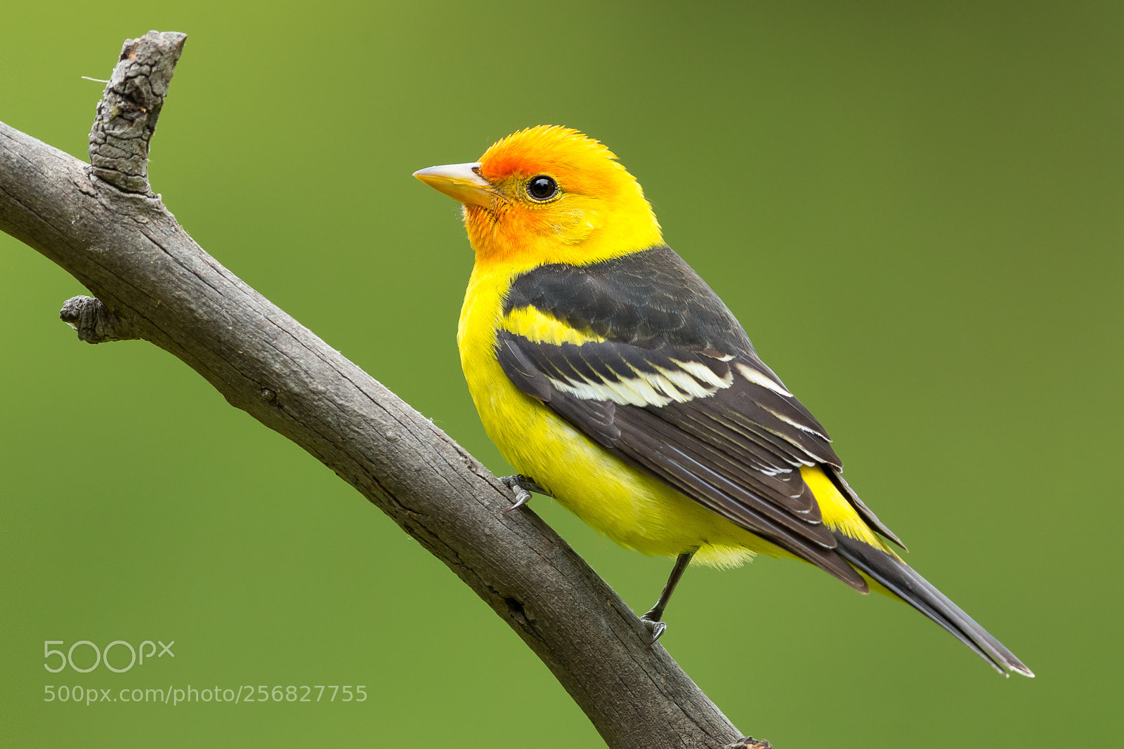 Canon EOS-1D X sample photo. Western tanager photography