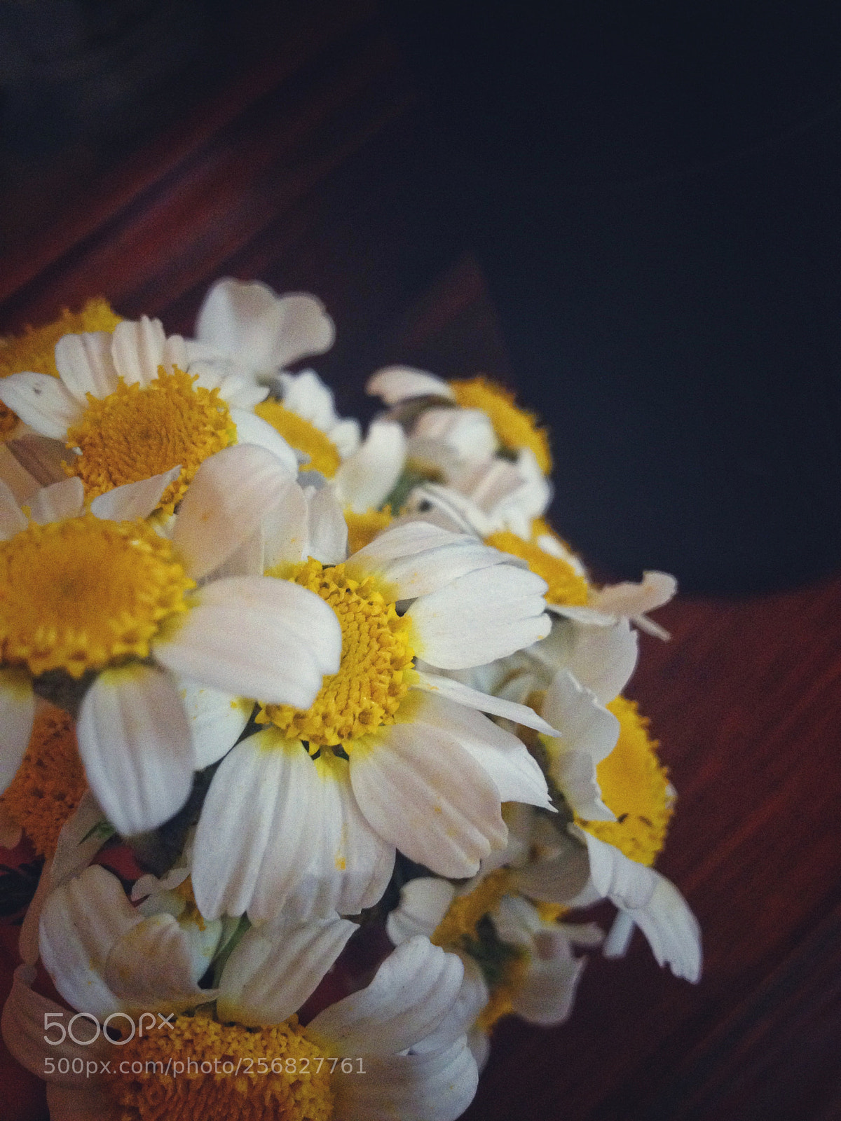 Apple iPhone 4S sample photo. Romain chamomile photography