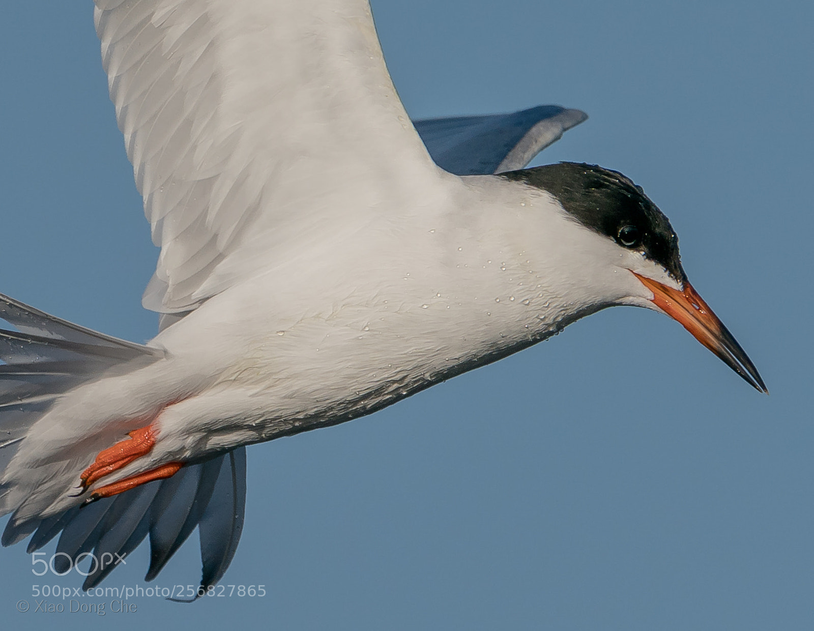 Sony a9 sample photo. Foster's tern photography