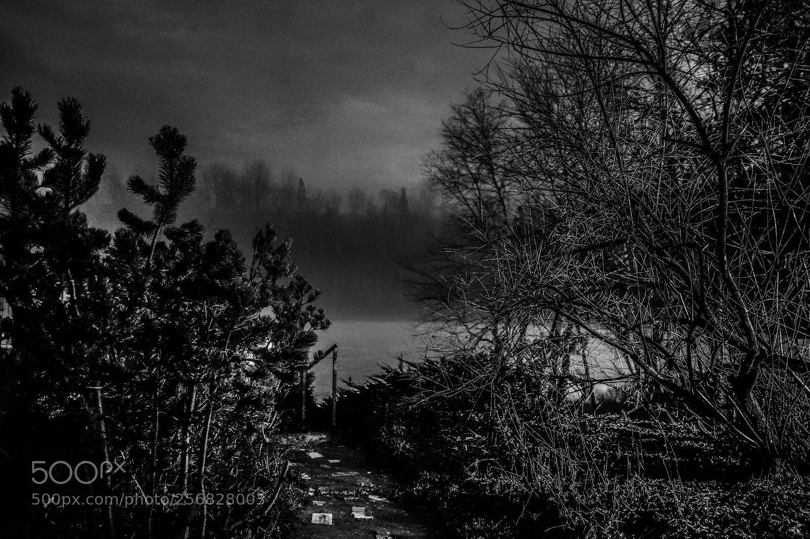 Sony a7 II sample photo. Fog under the moon photography