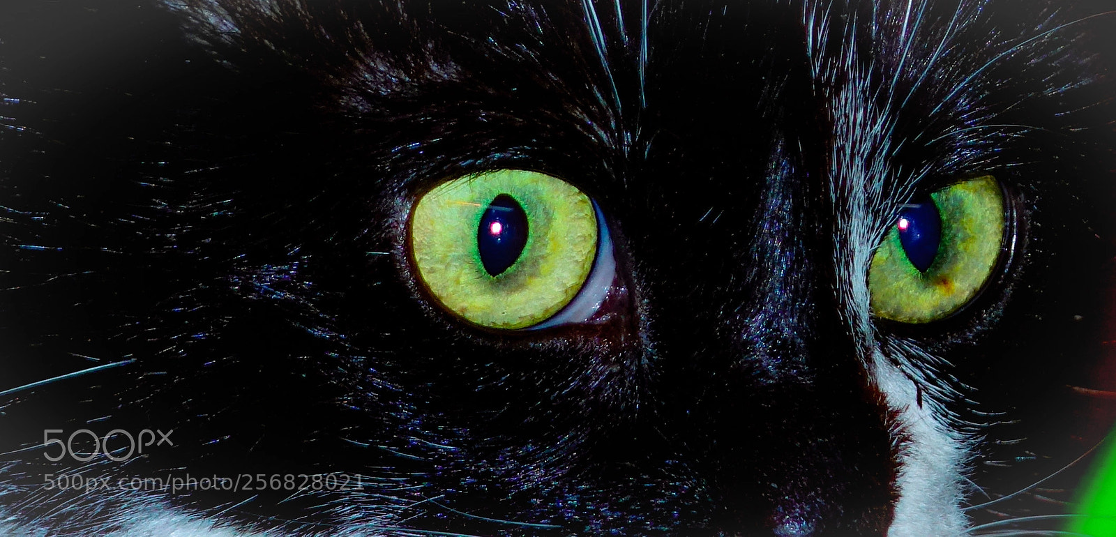 Sony Cyber-shot DSC-RX10 sample photo. Cat eye green photography