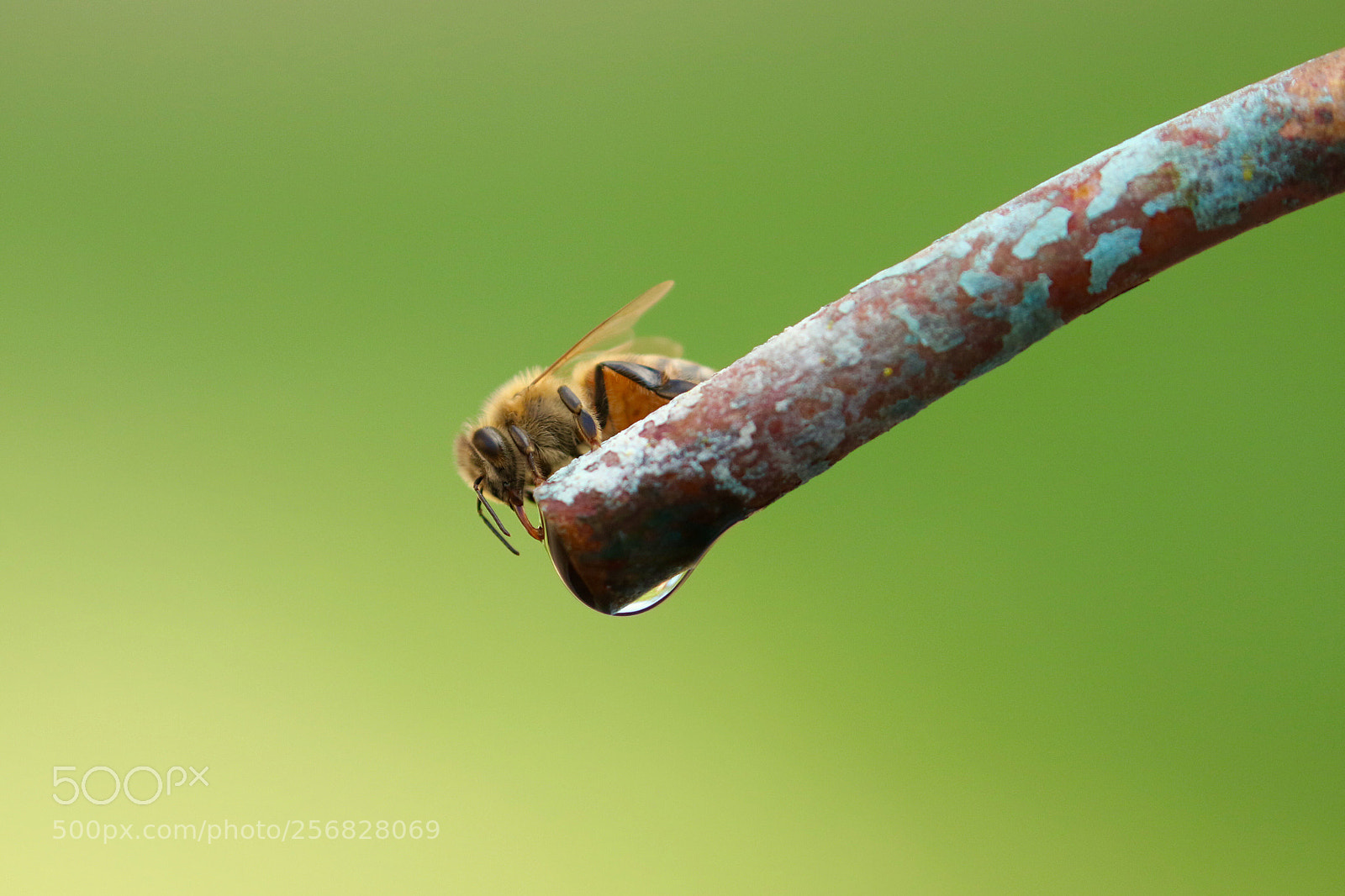 Canon EOS 7D Mark II sample photo. Drink more h2o ....! photography