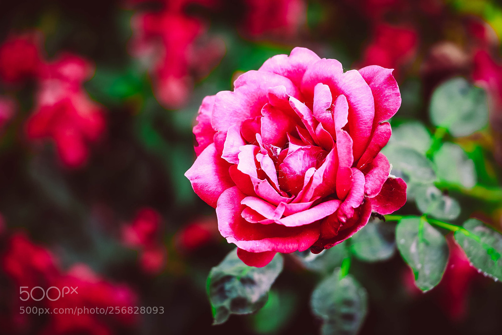 Canon EOS 750D (EOS Rebel T6i / EOS Kiss X8i) sample photo. Eros photography