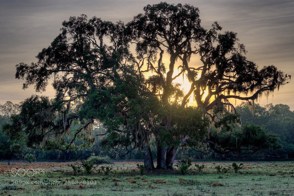 Nikon D800 sample photo. Sunrise in labelle florida  photography