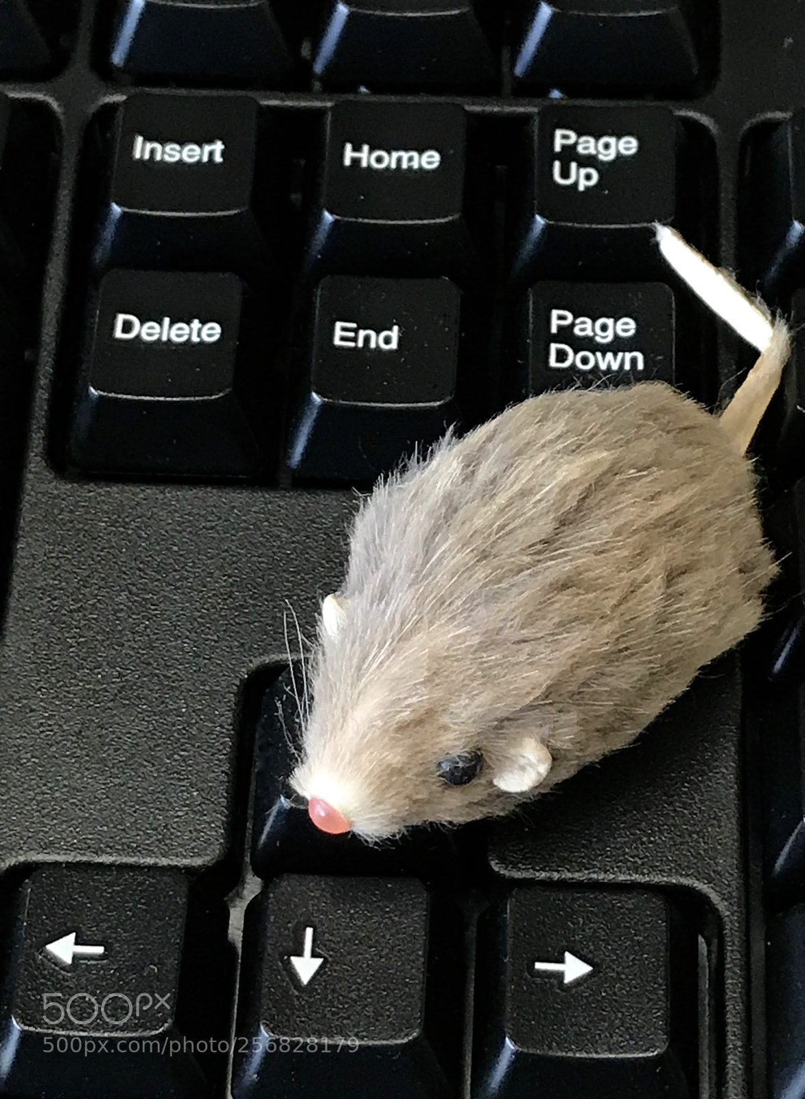 Apple iPhone 7 sample photo. Mouse on the keyboard photography