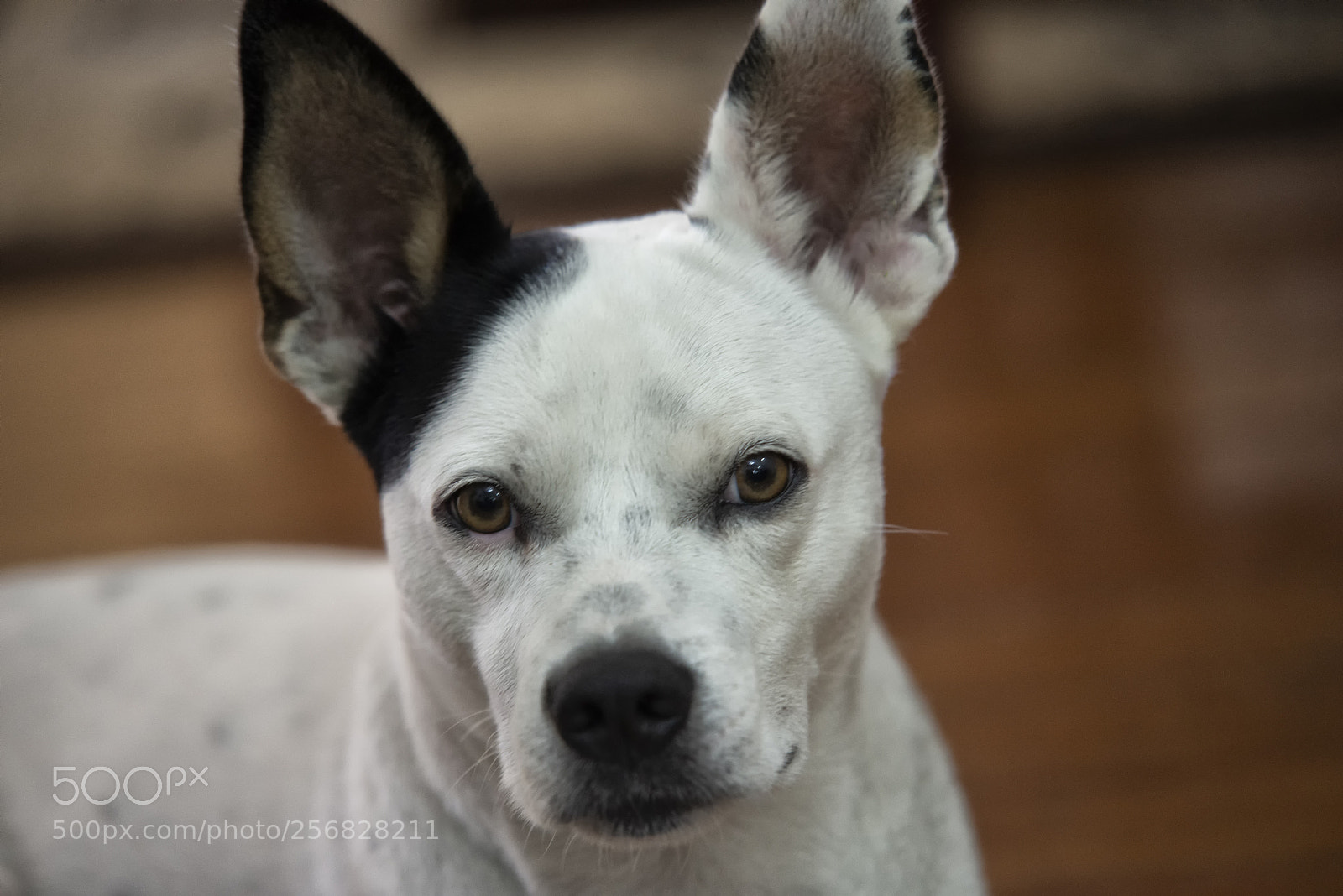 Nikon D610 sample photo. Nino photography