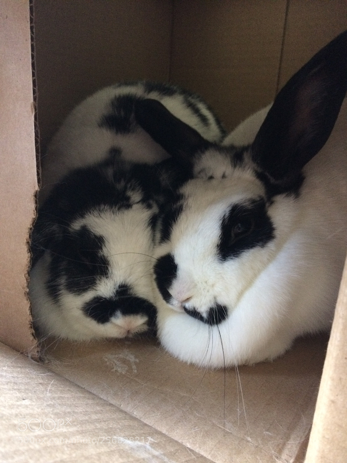 Apple iPhone 5s sample photo. Bunnies photography