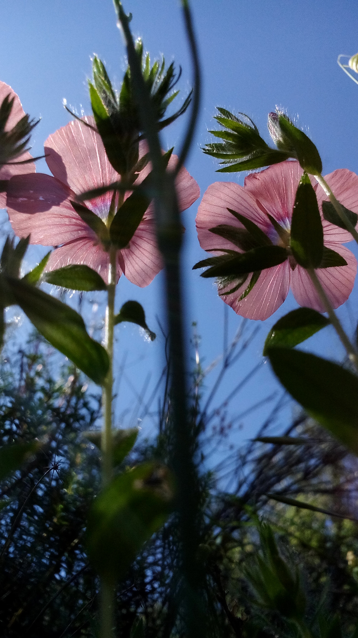 ZTE Blade L3 sample photo. Flowers from down. photography