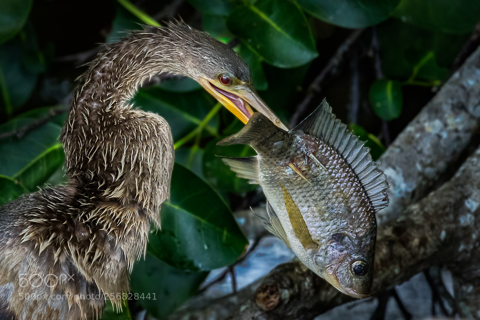 Canon EOS 7D Mark II sample photo. Nice catch photography