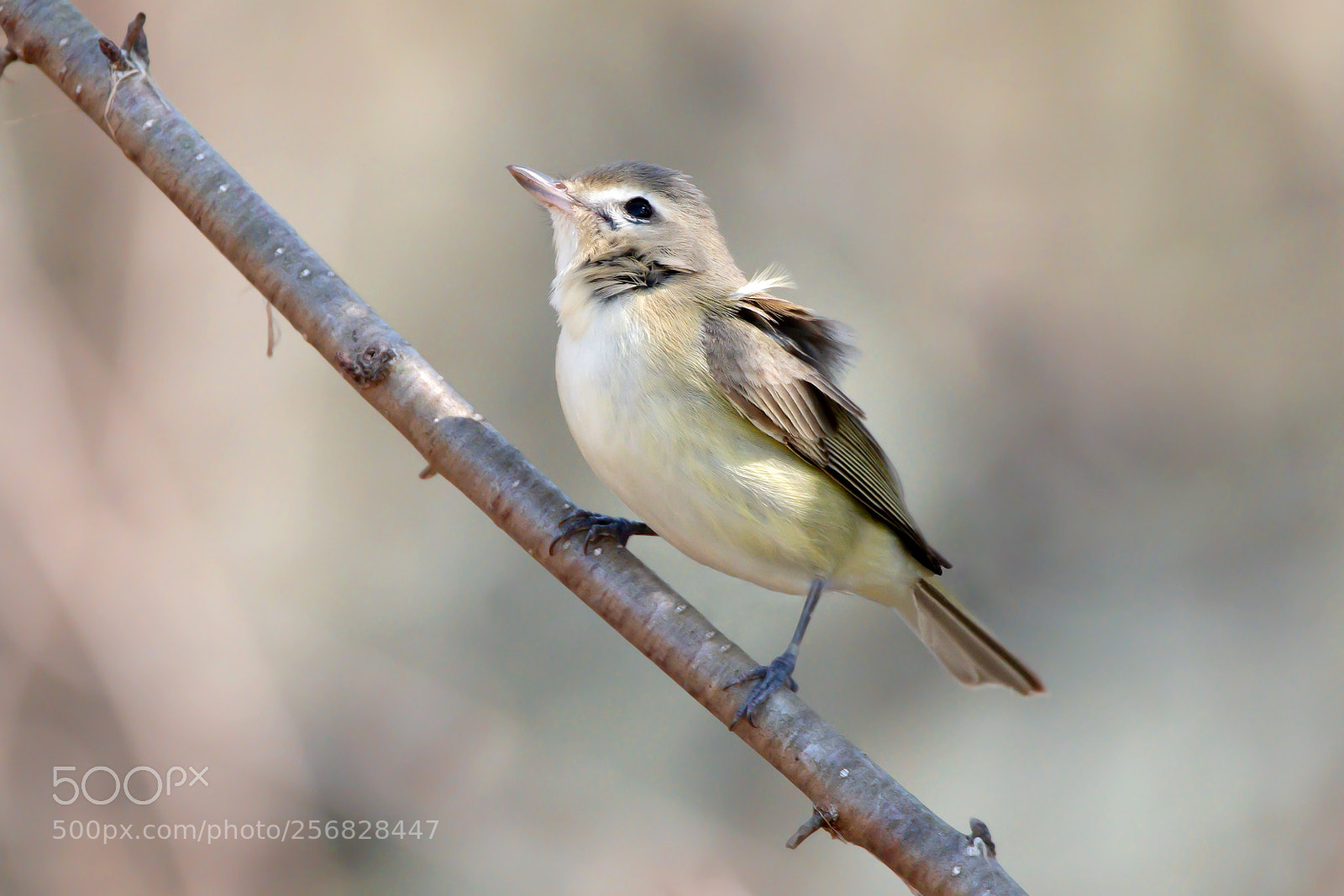 Nikon D7200 sample photo. Warbling vireo 1 photography