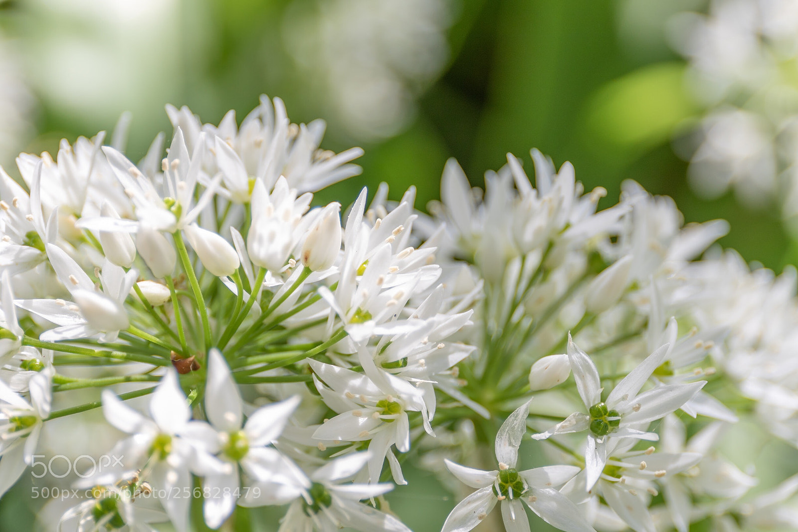Canon EOS 7D Mark II sample photo. Wild garlic photography