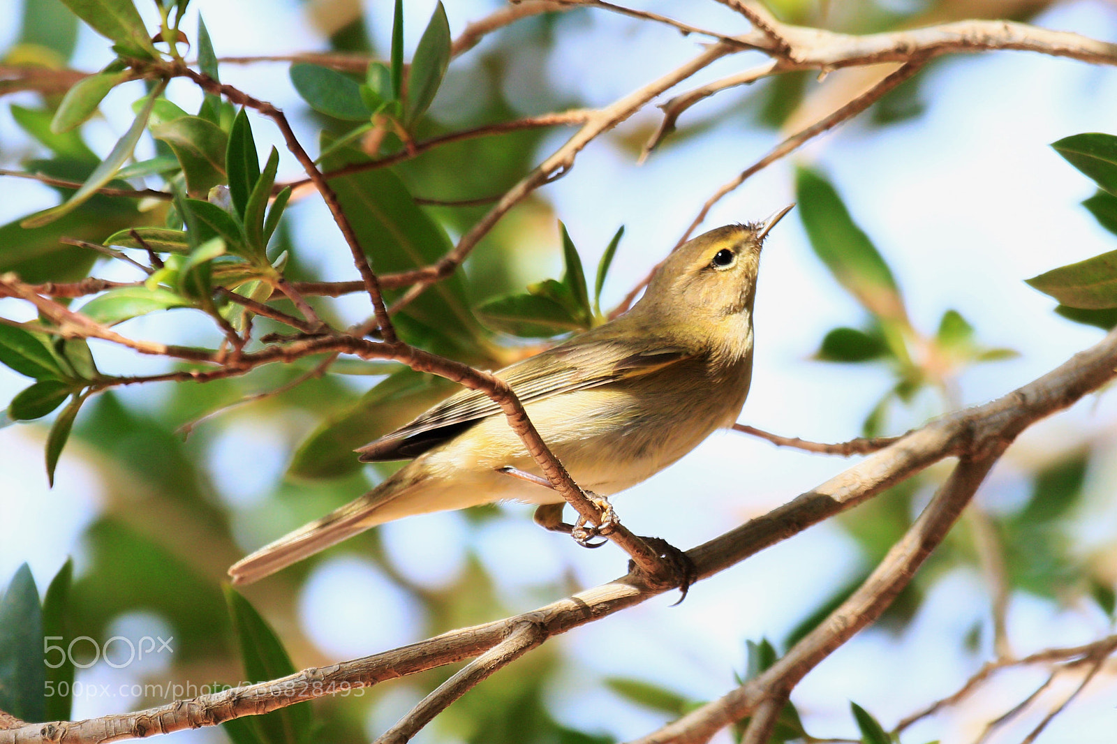 Canon EOS 7D Mark II sample photo. Willow warbler photography