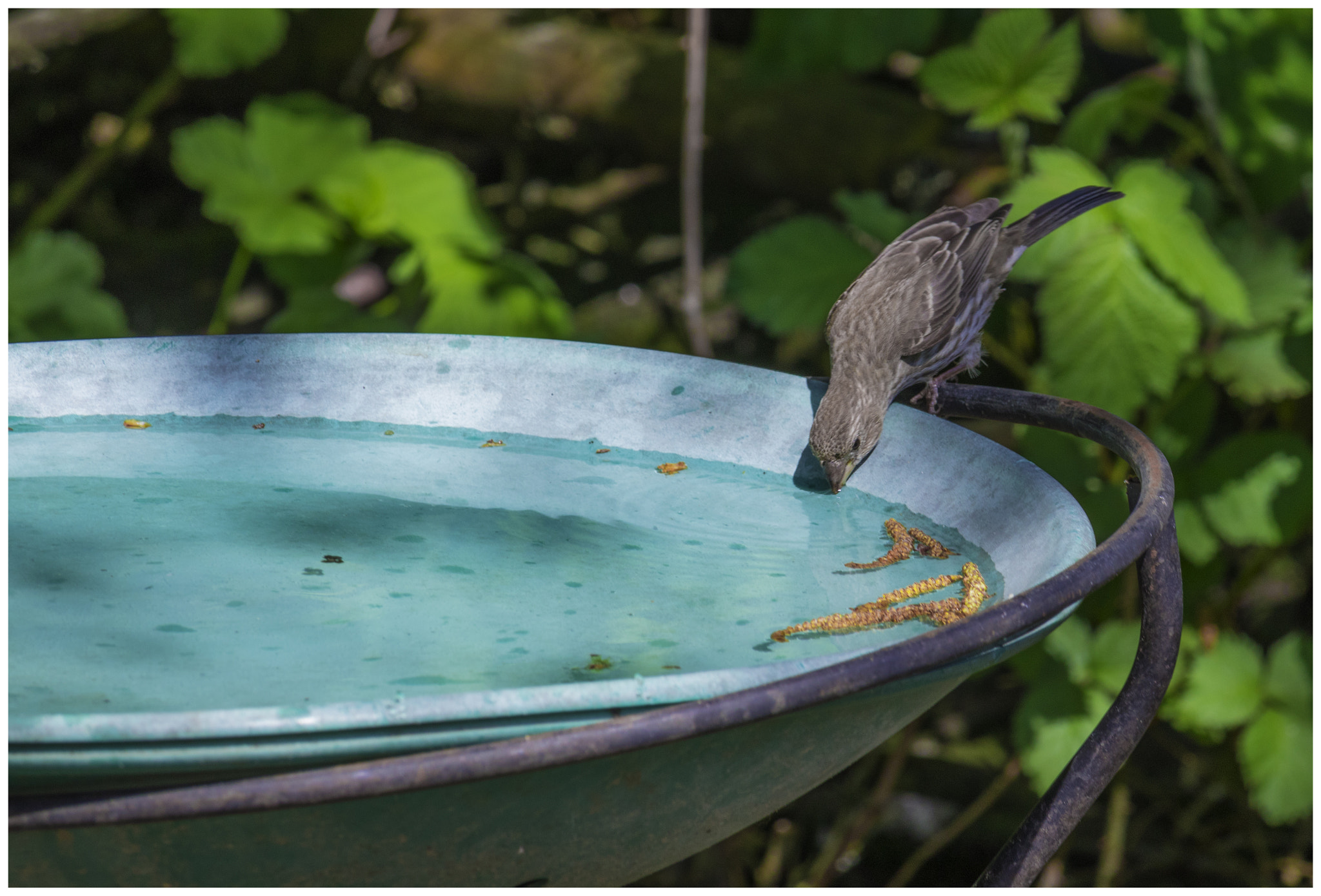 Canon EOS 200D (EOS Rebel SL2 / EOS Kiss X9) sample photo. Birdie drinking photography