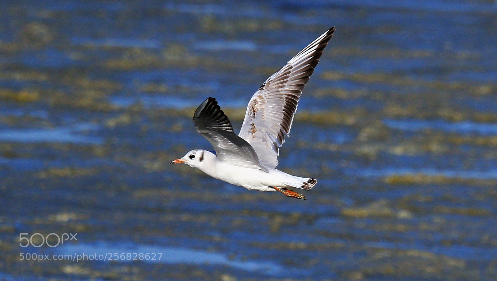 Canon EOS 7D Mark II sample photo. Seagull photography