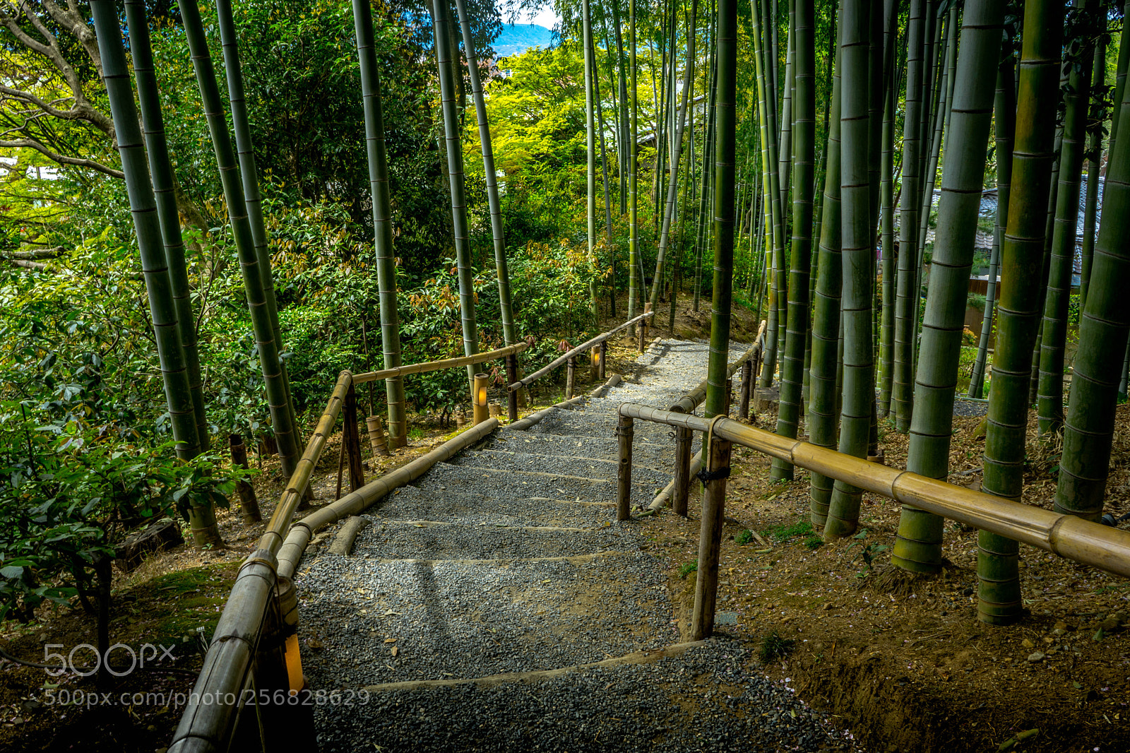 Sony a7 sample photo. Down the steps in photography