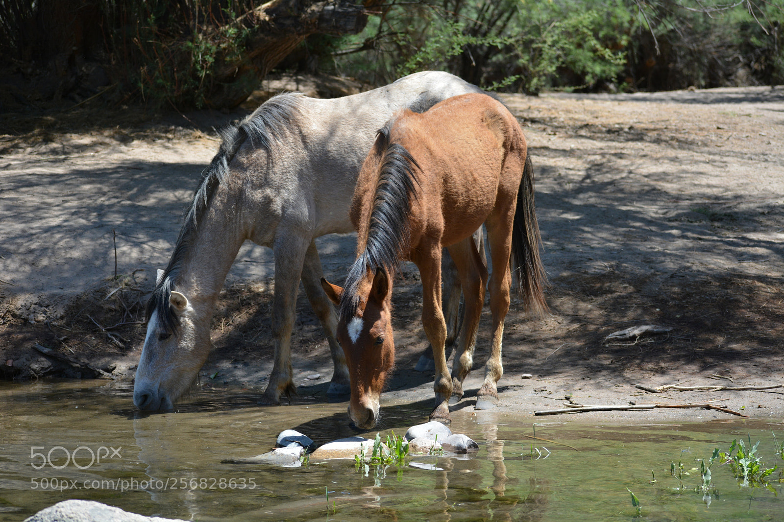 Nikon D5200 sample photo. Drinking buddies! photography