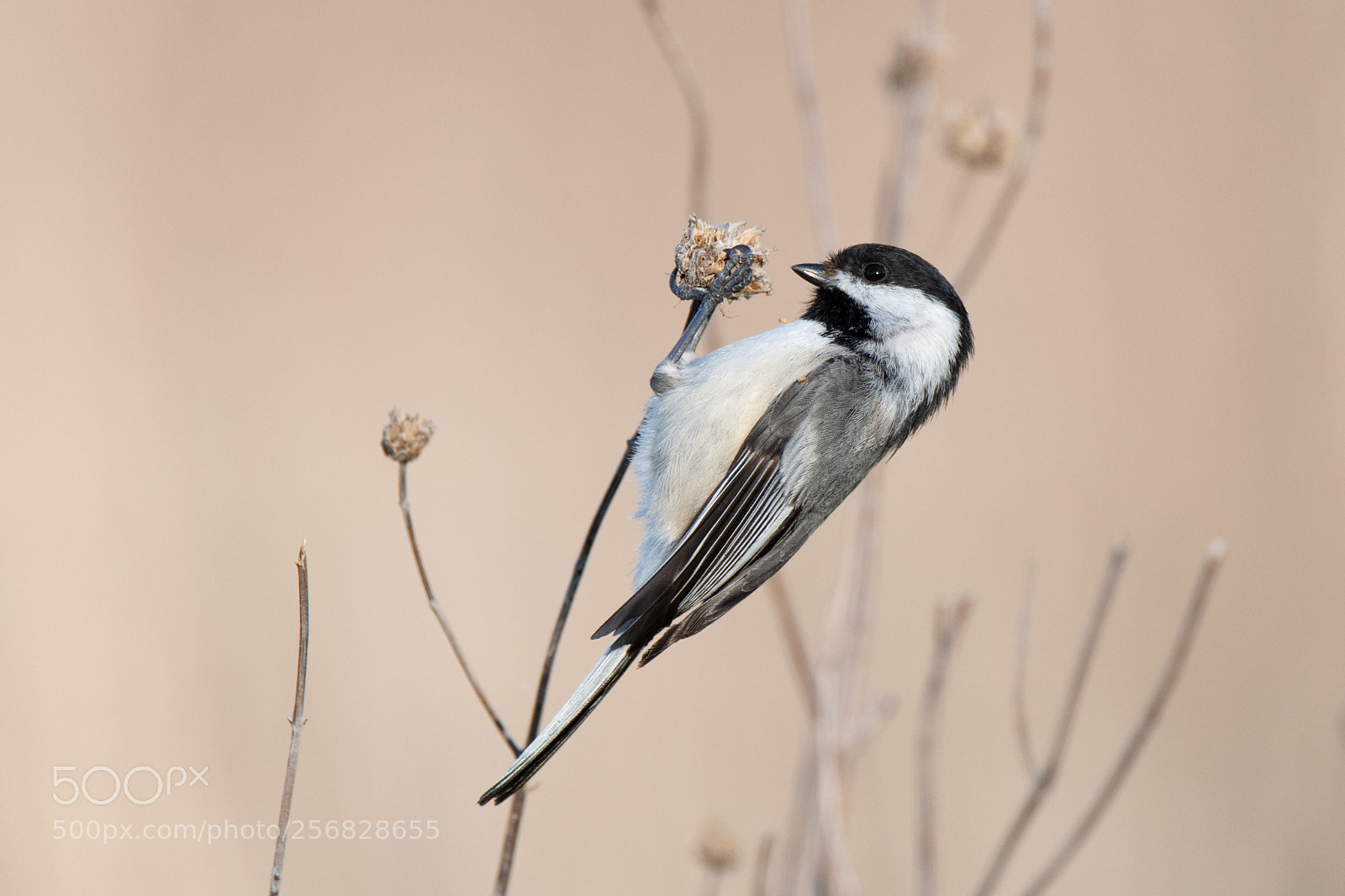 Nikon D850 sample photo. Magic hedge bird photography