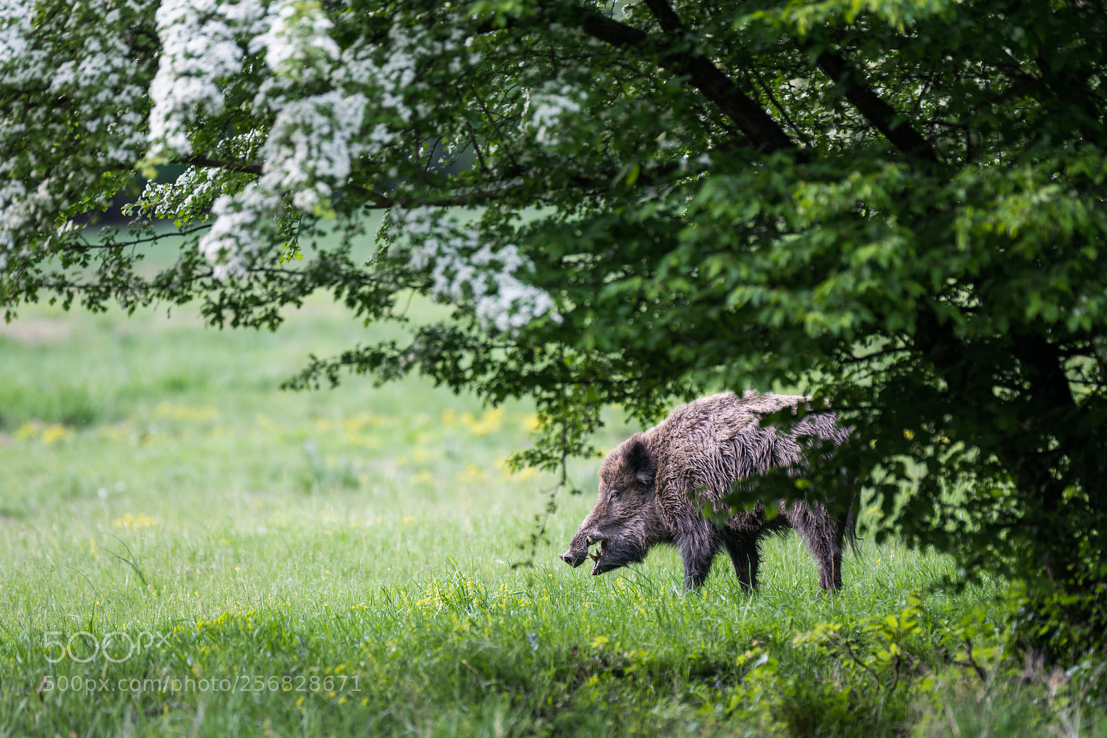 Nikon D850 sample photo. Boar photography
