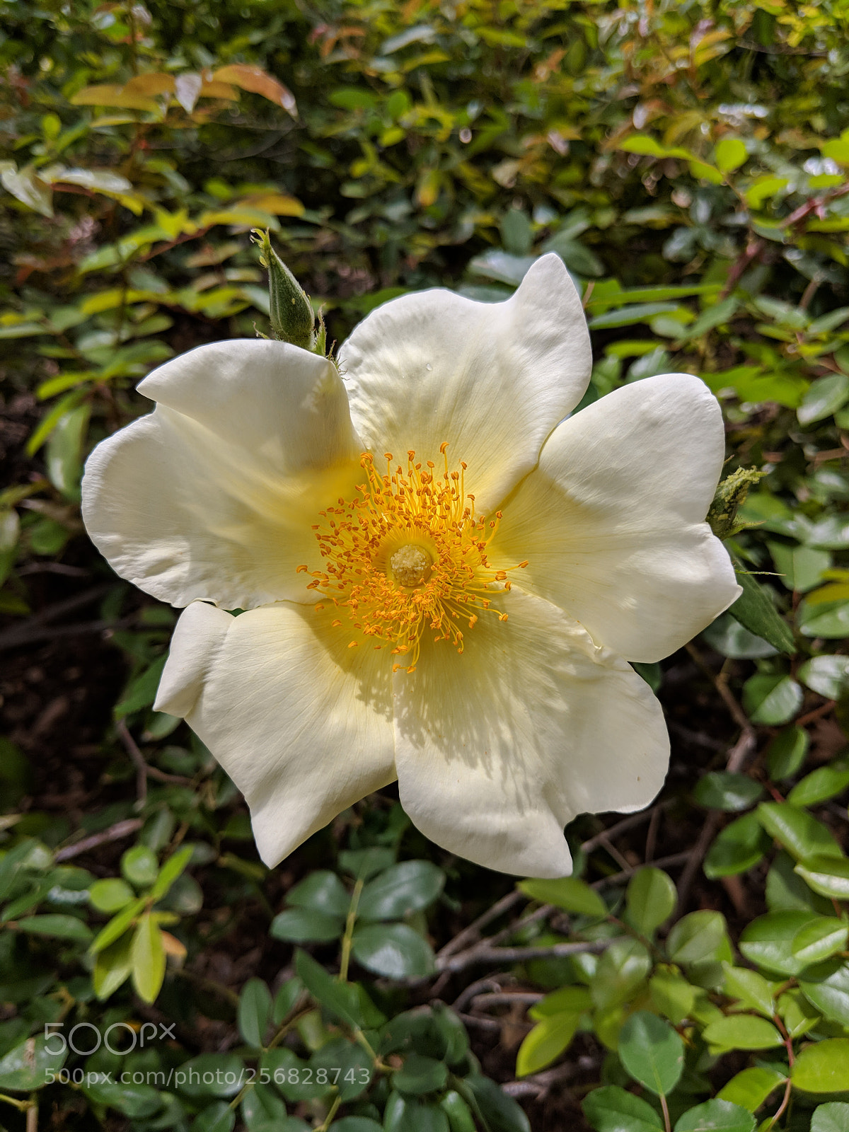 Google Pixel 2 XL sample photo. Untitled photography