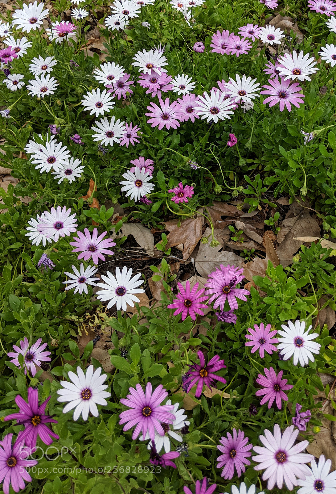 Google Pixel 2 XL sample photo. Untitled photography