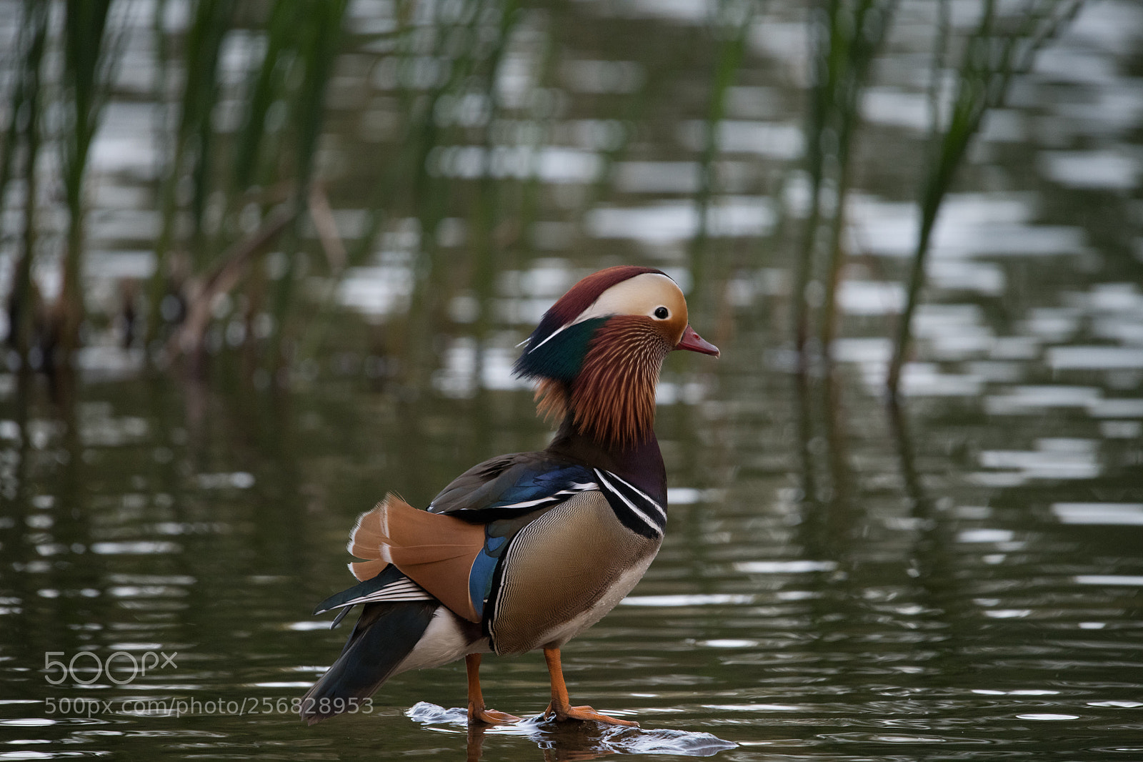 Nikon D850 sample photo. Duck photography