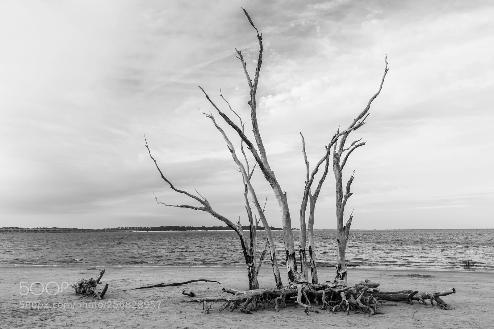 Canon EOS 80D sample photo. Boneyard beach photography