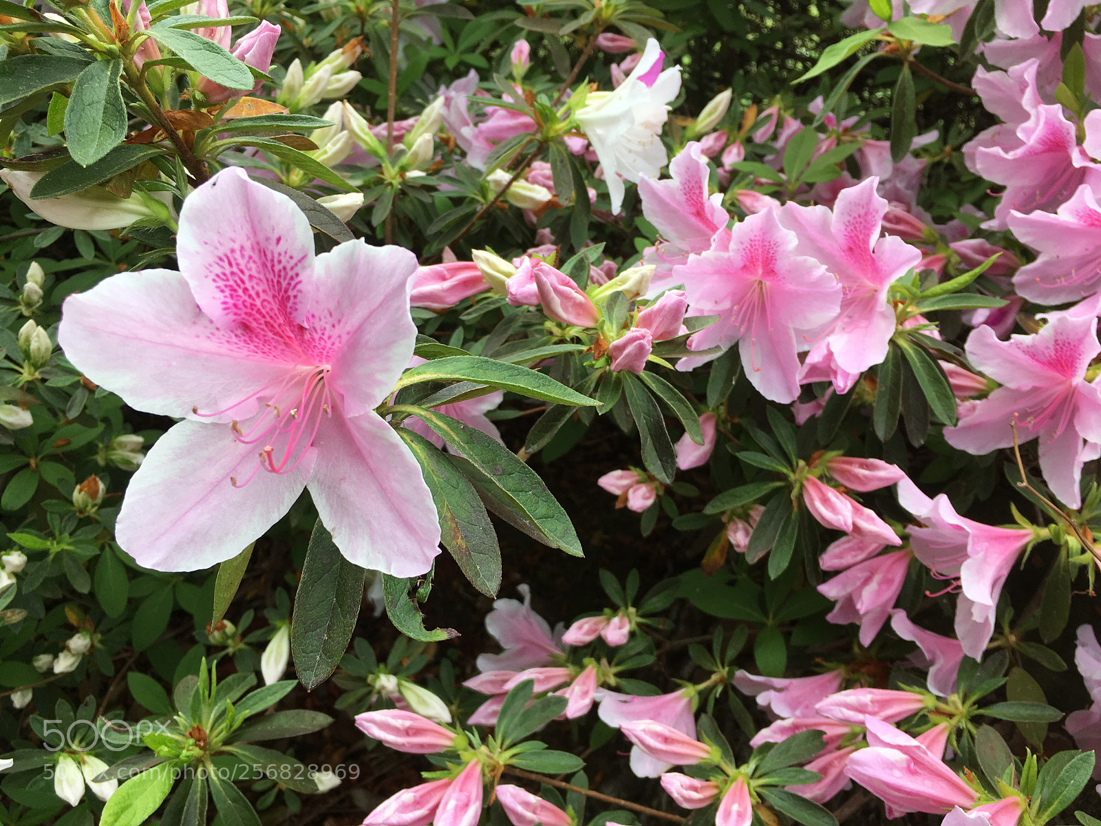 Apple iPhone SE sample photo. Pink azaleas photography
