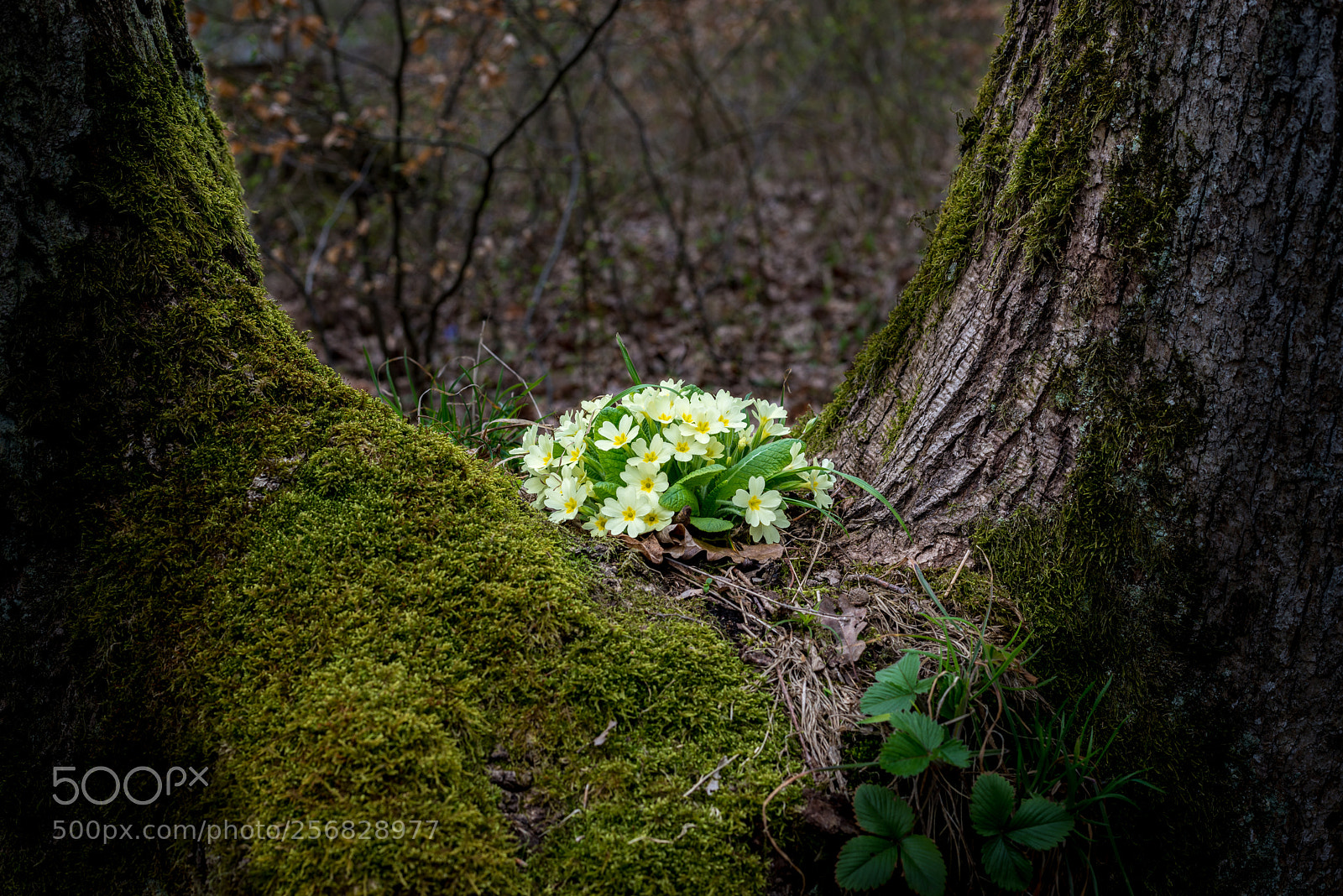 Nikon D800 sample photo. Yellow flowers protected by photography
