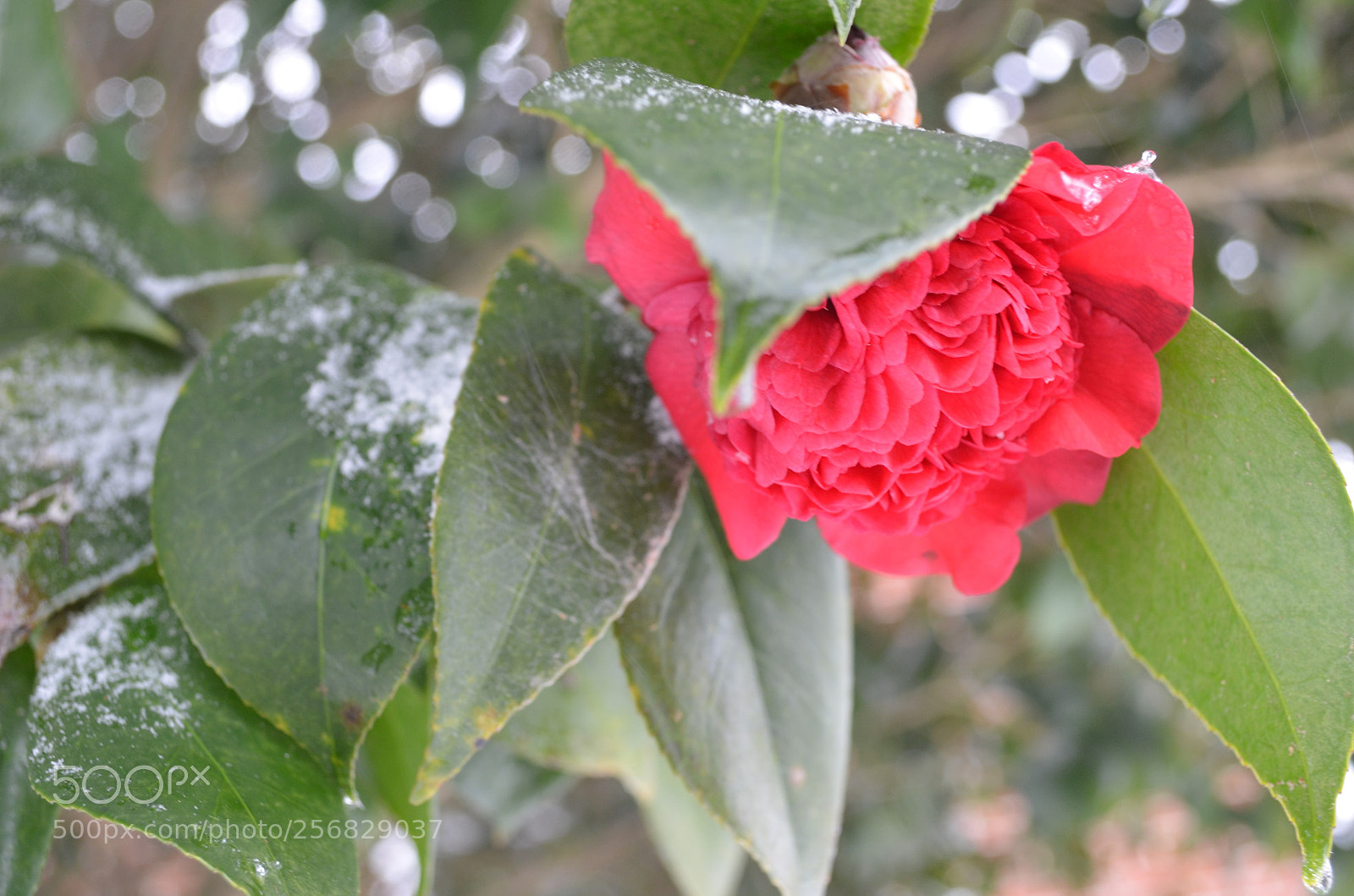 Nikon D5100 sample photo. Flower in winter () photography