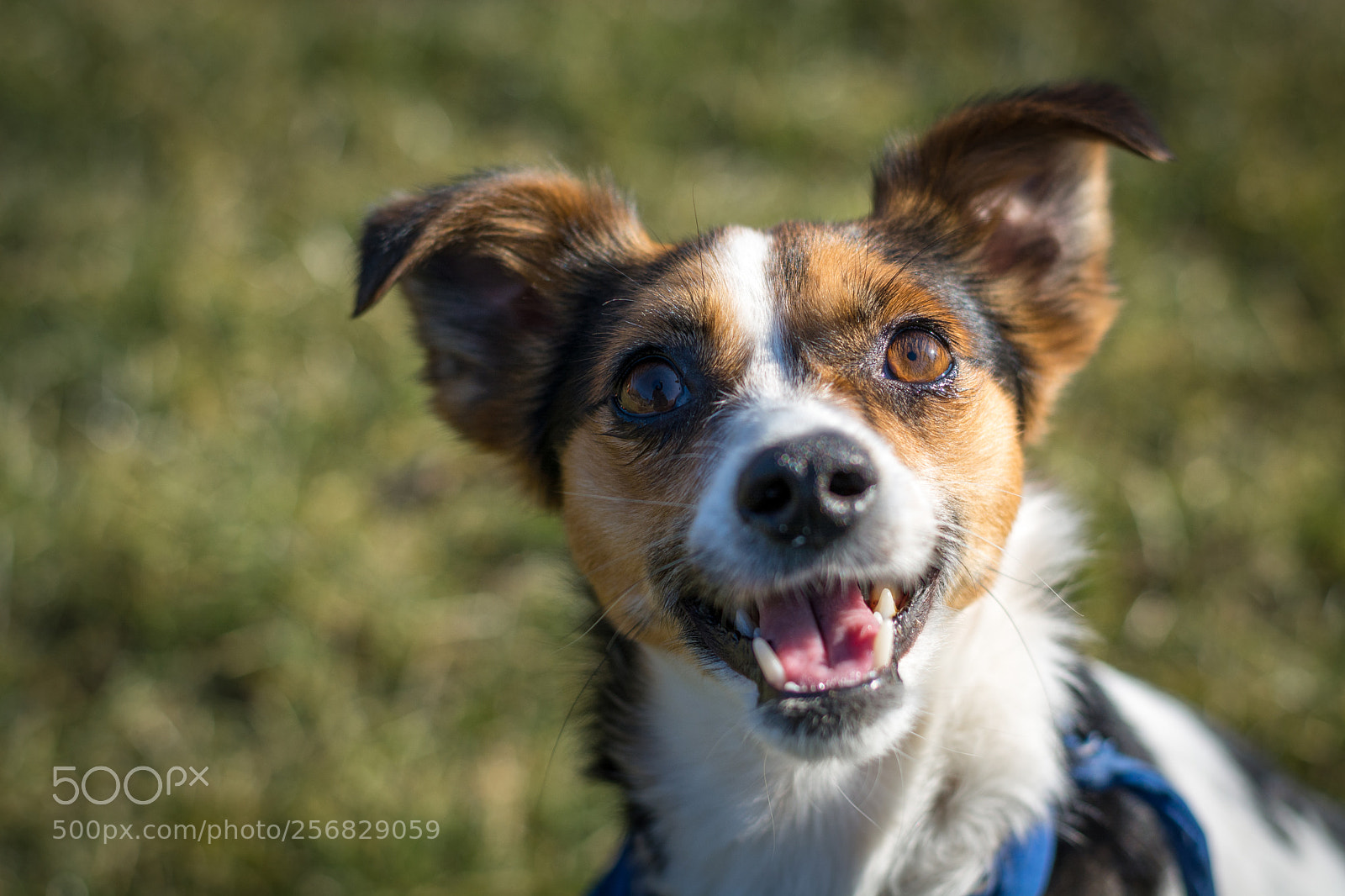 Nikon D5200 sample photo. Dog photography
