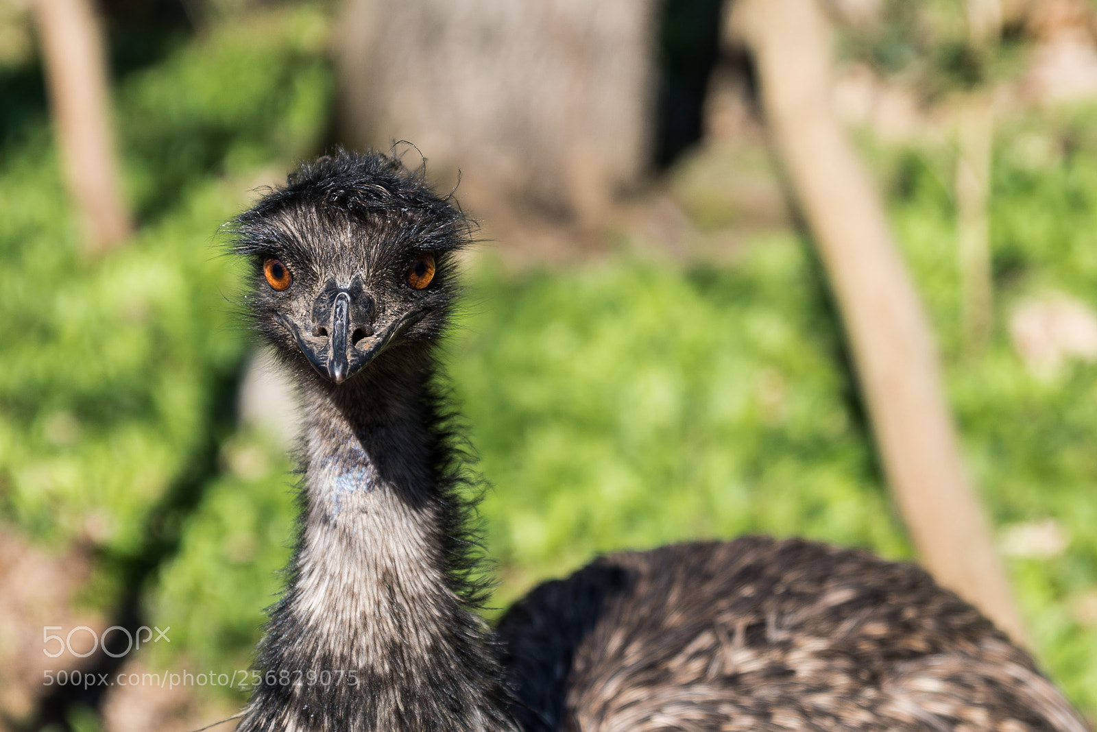 Nikon D800 sample photo. Emu photography