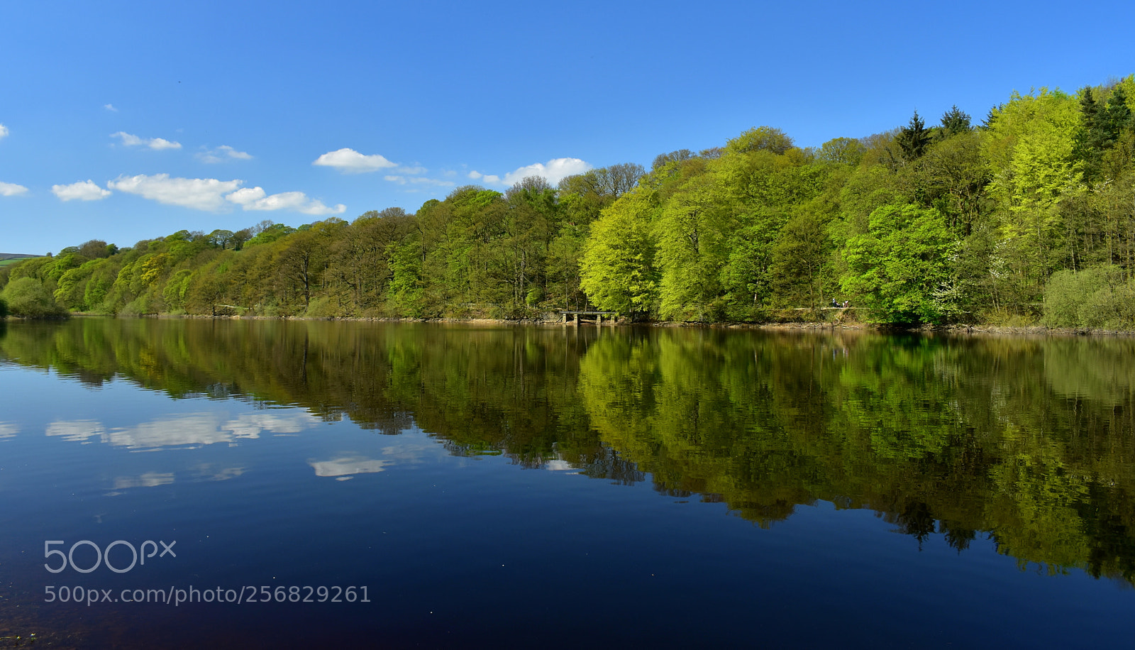 Nikon D5500 sample photo. Spring reflections photography