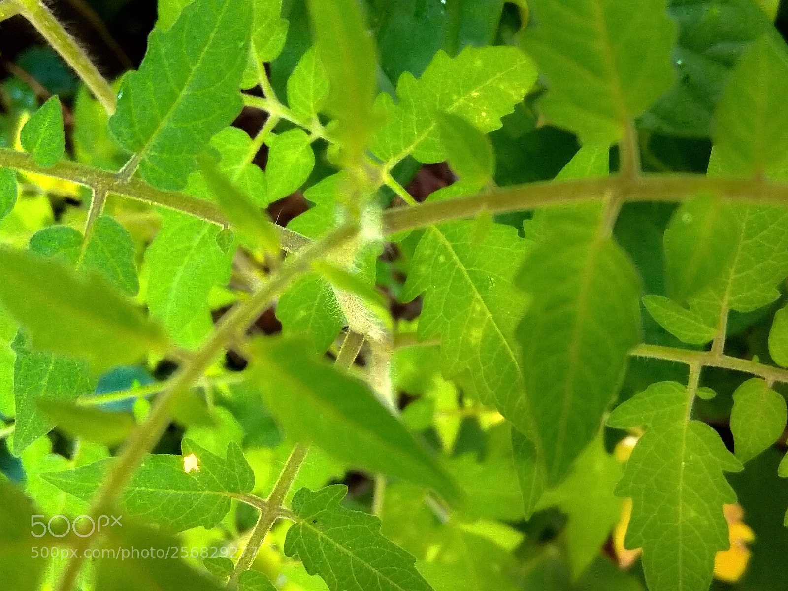 Xiaomi Redmi Note 5A sample photo. Leaf layers photography