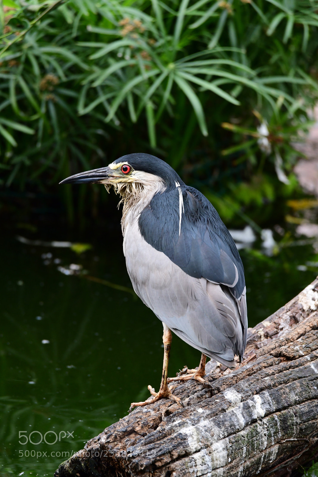 Nikon D500 sample photo. 夜鷺 the black-crowned night heron photography