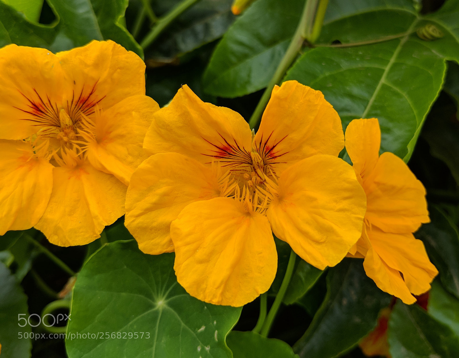 Google Pixel 2 XL sample photo. Untitled photography