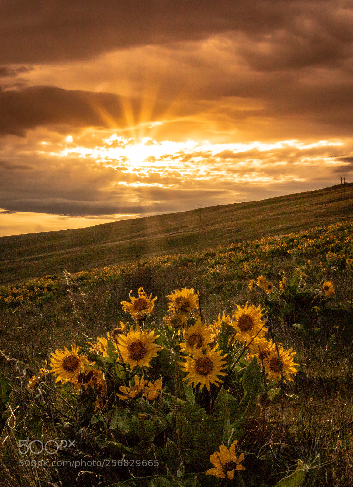 Canon EOS 7D Mark II sample photo. Sunset in the gorge photography