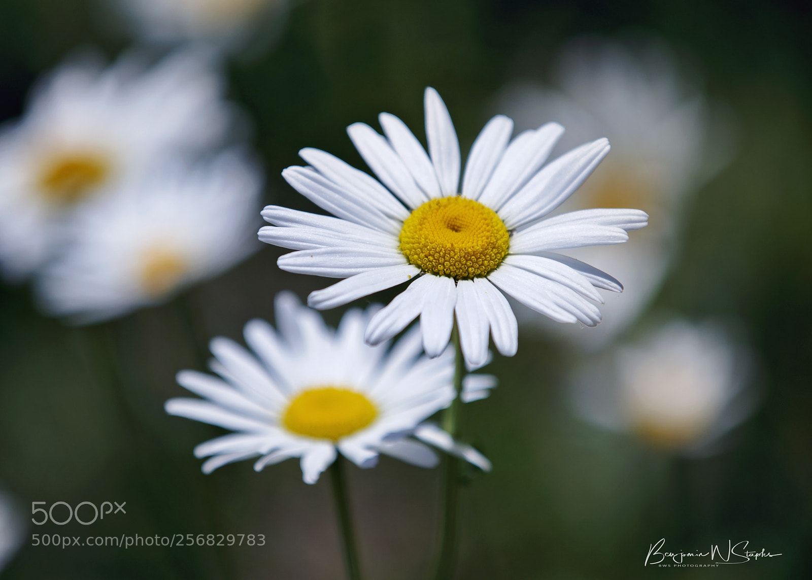 Canon EOS 80D sample photo. Spring daisies... photography